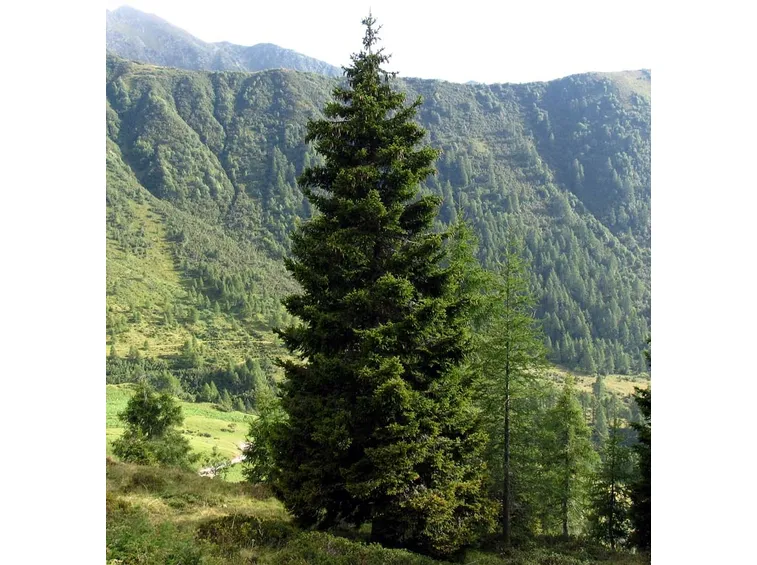 albero abies picea