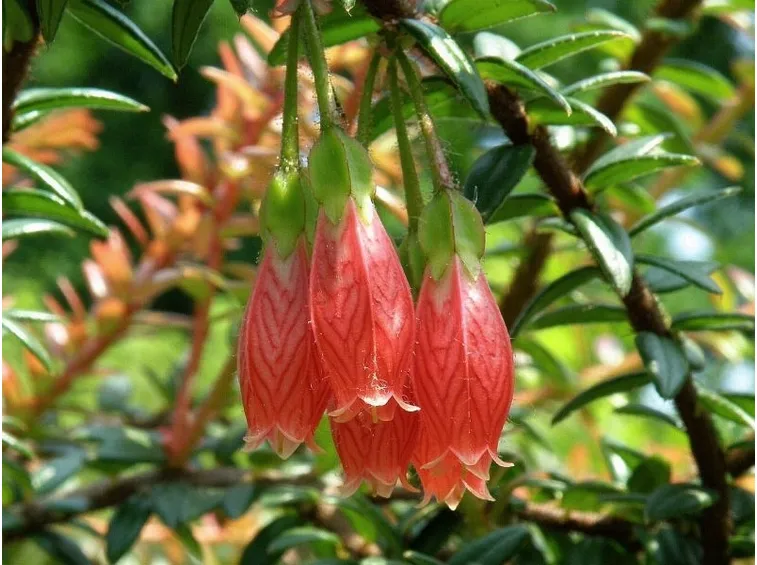 agapetes