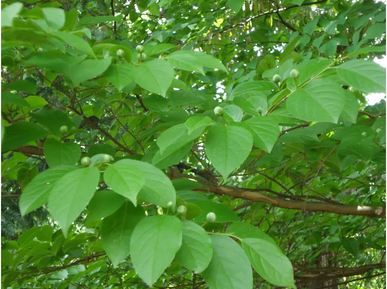agarista