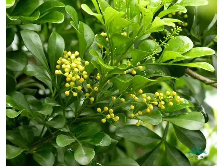 aglaia odorata