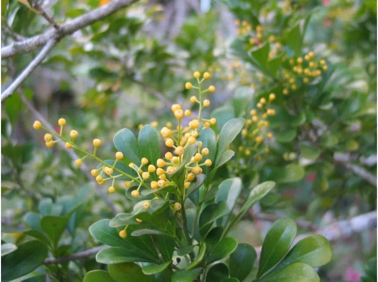 aglaia odorata