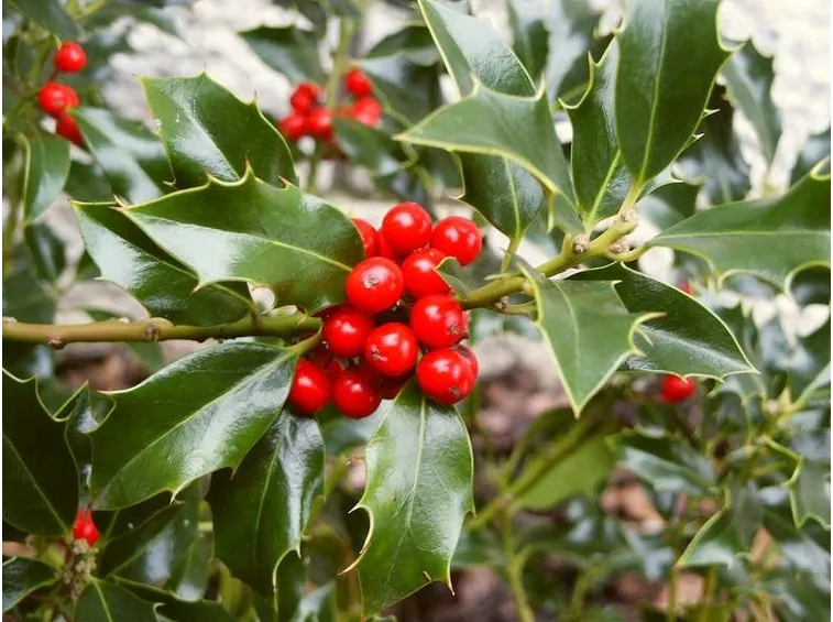 ilex aquifolium