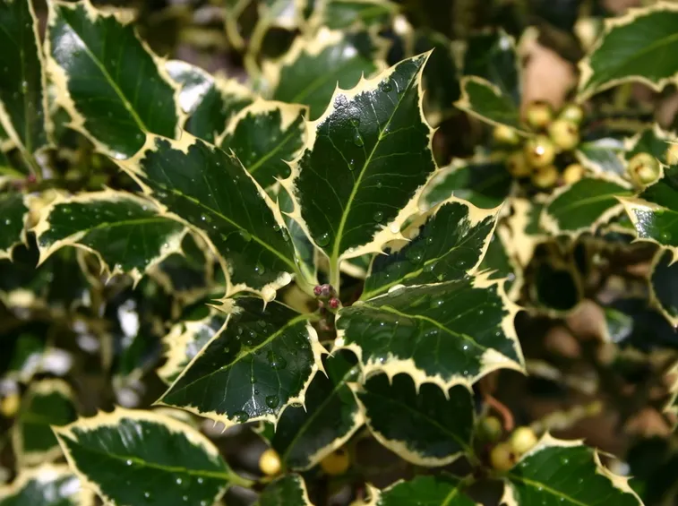 ilex aquilegifolium silver queen