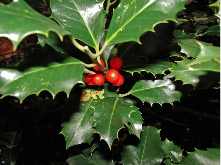 ilex aquifolium