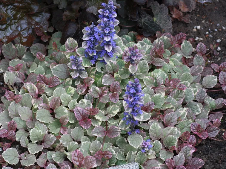 ajuga 