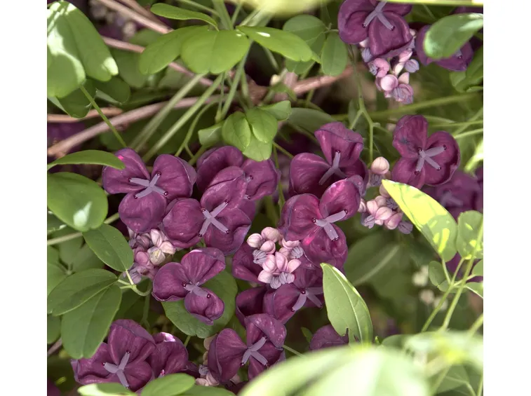 akebia quinata