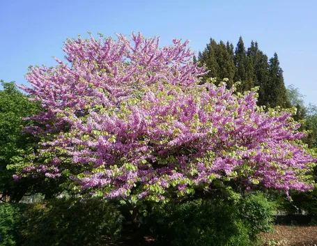 Cercis albero