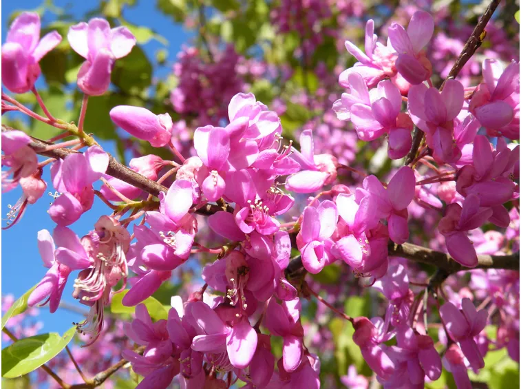 cercis siliquastrum