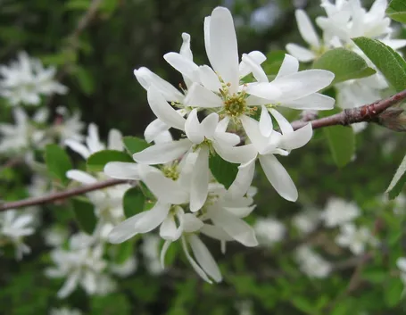 Amelanchier 