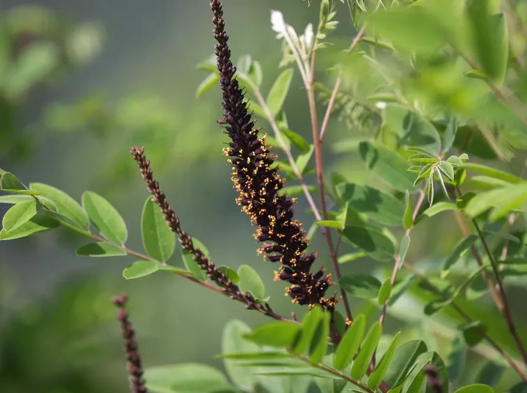 amorpha fruticosa