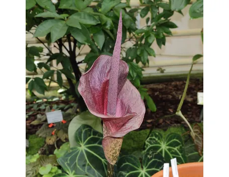 Amorphophallus 