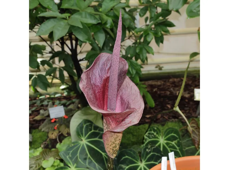 Amorphophallus 