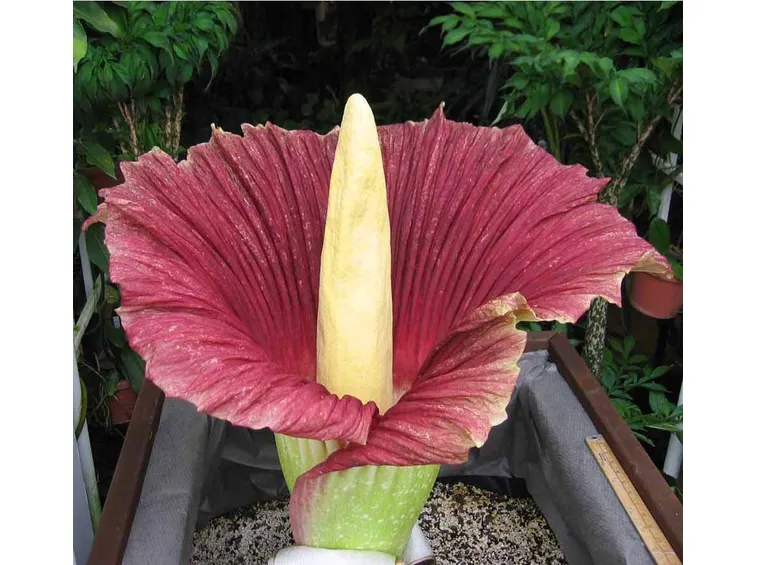 Amorphophallus 