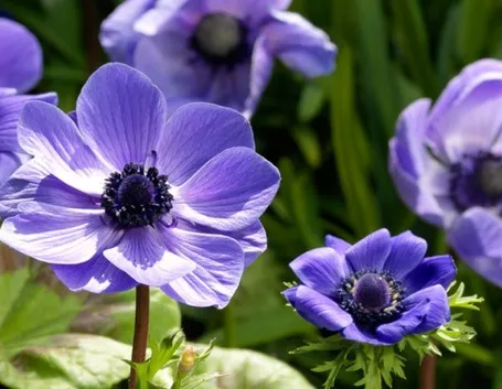 Anemone coronaria 