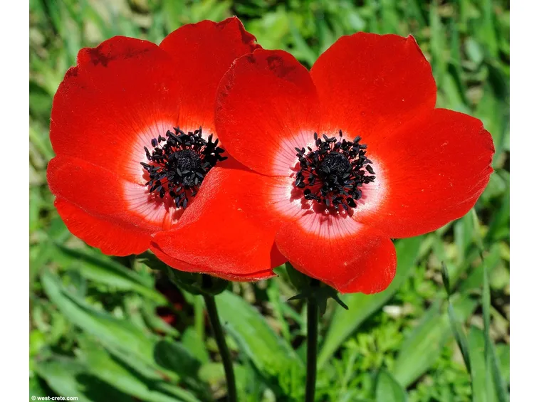 Anemone coronaria 