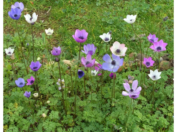 anemone coronaria alba plena