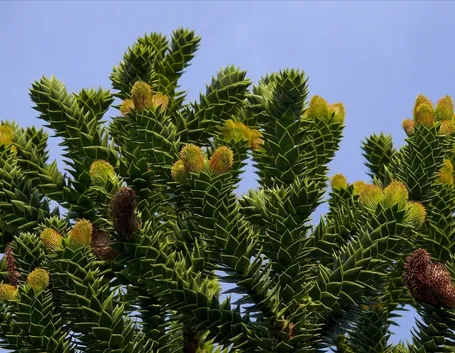 Araucaria araucana