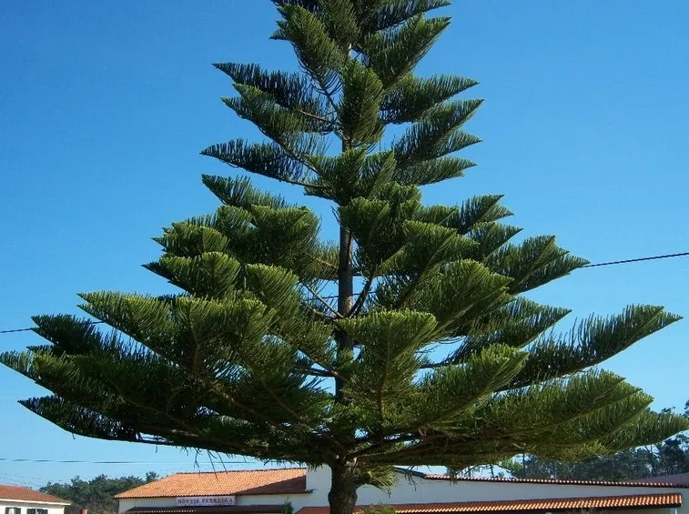 araucaria excelsa