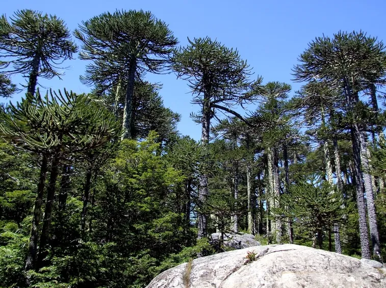 piante di Araucaria