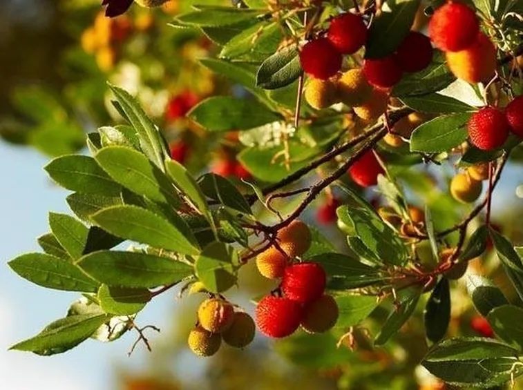 Foglie, fiori e frutti