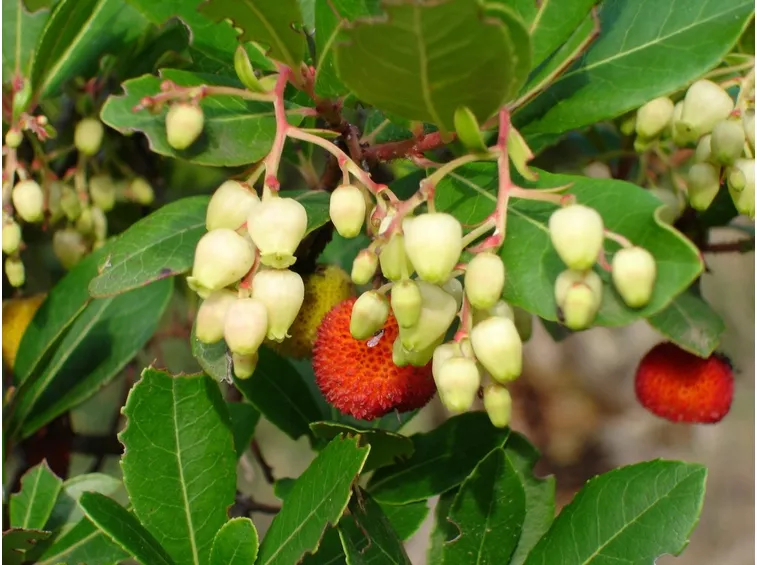 frutti e fiori corbezzolo
