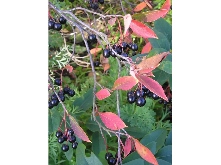 Descrizione Aronia