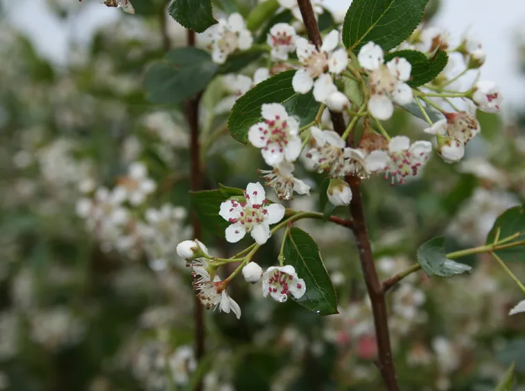 fiori aronia