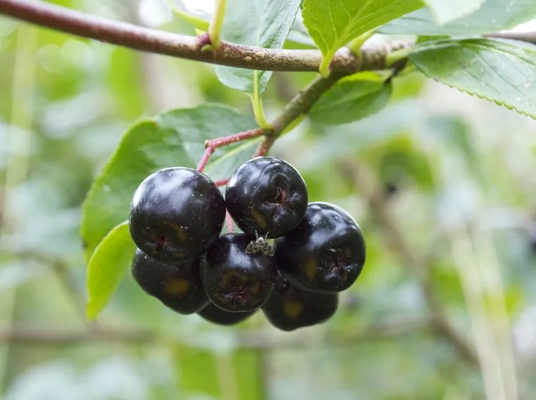 bacche aronia
