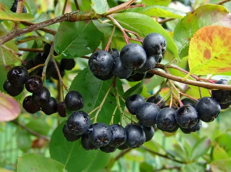 Aronia