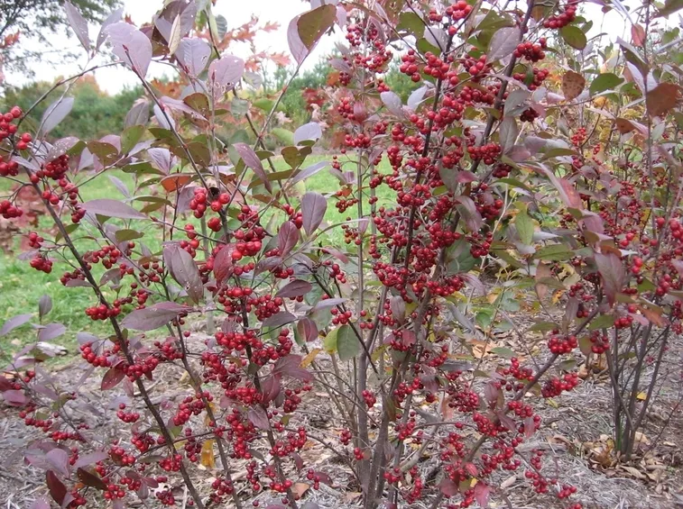 aronia bacche