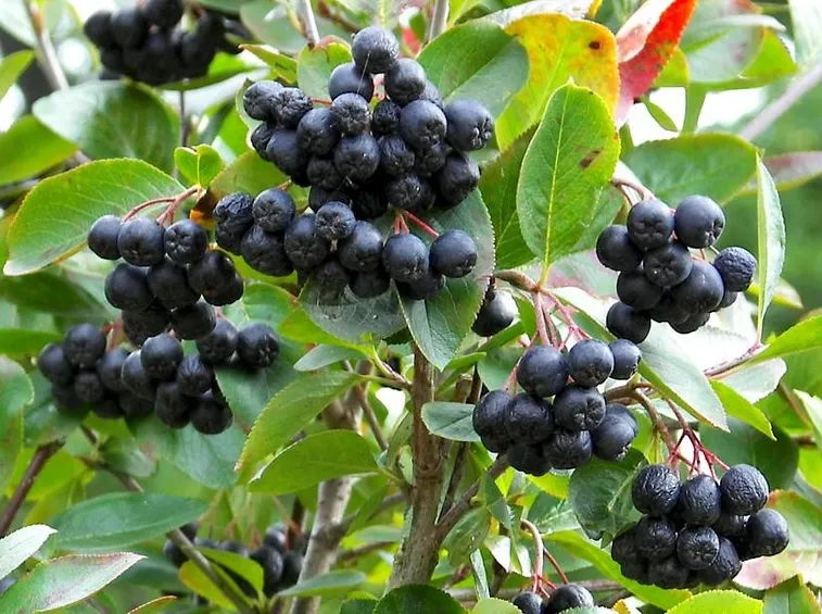  aronia
