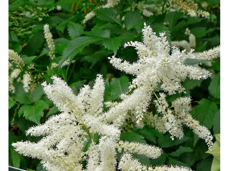 Astilbe 