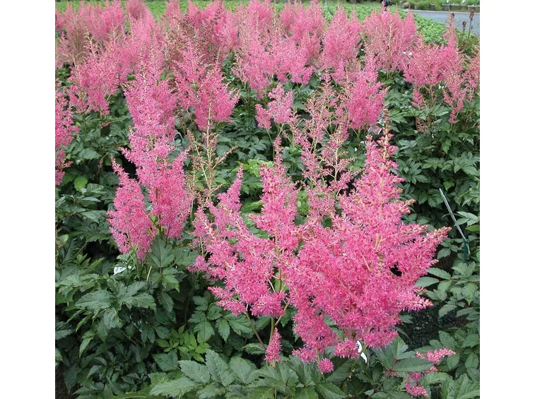 Astilbe 