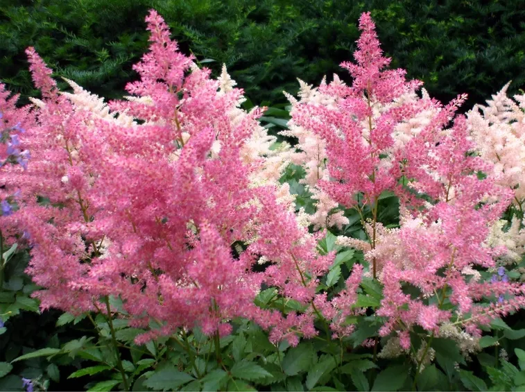 astilbe chinensis var taqu superba