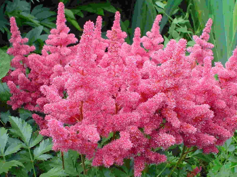astilbe