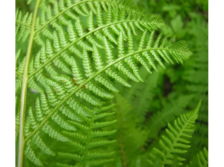 athyrium filix femina