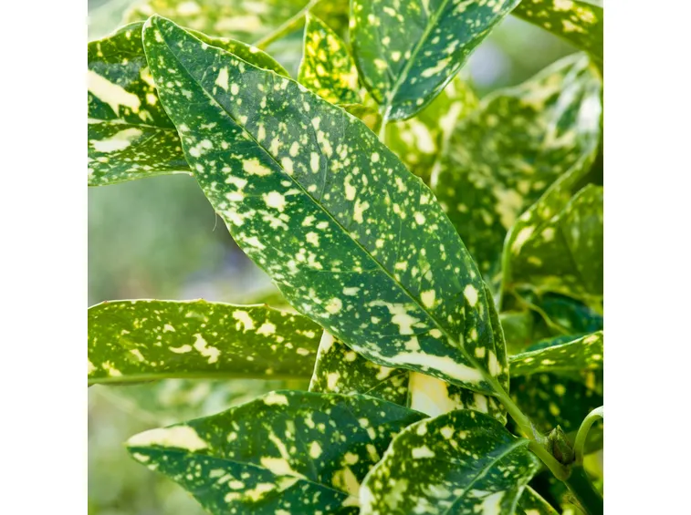 crotonifolia