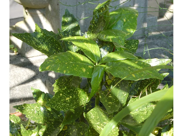 Aucuba