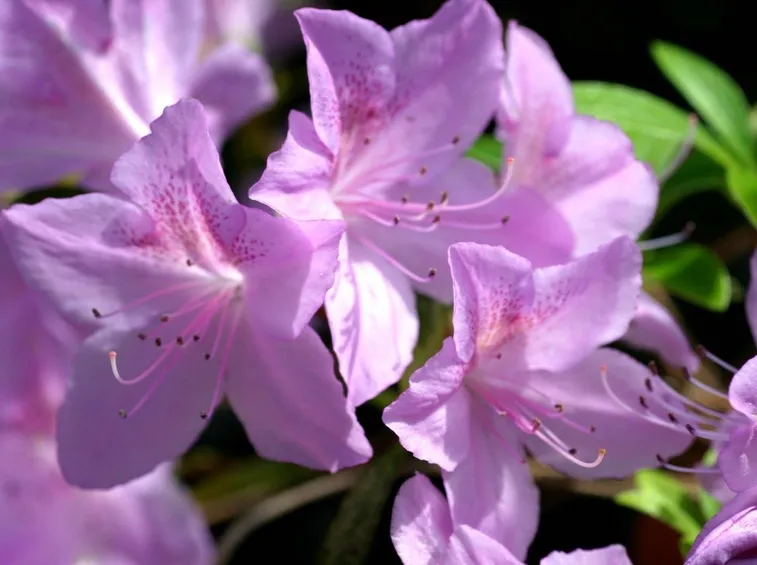 Temperature azalea