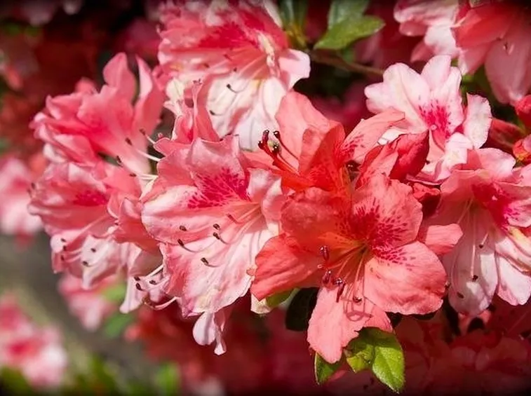 fiori azalea