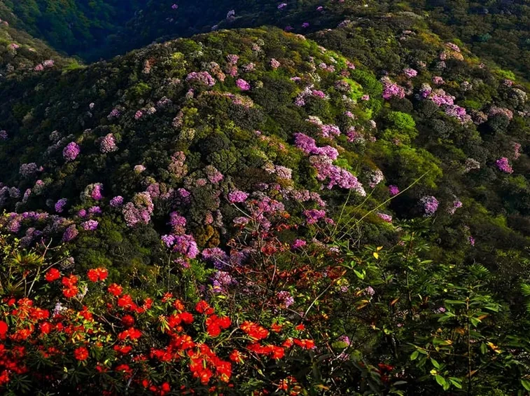  azalee di Jinfo Mountain