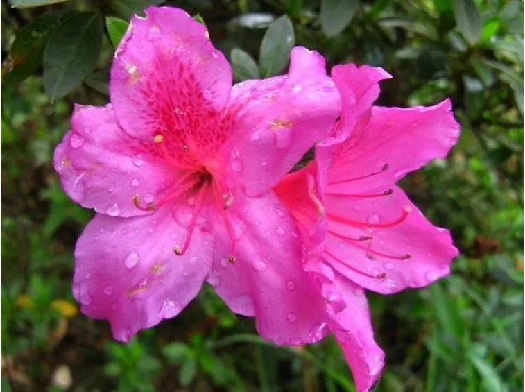 Azalea