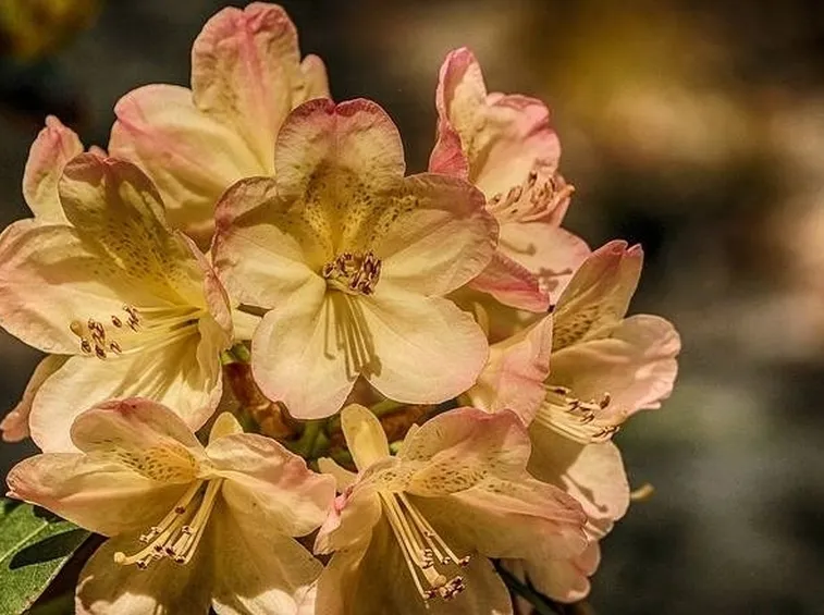 Annaffiature azalea