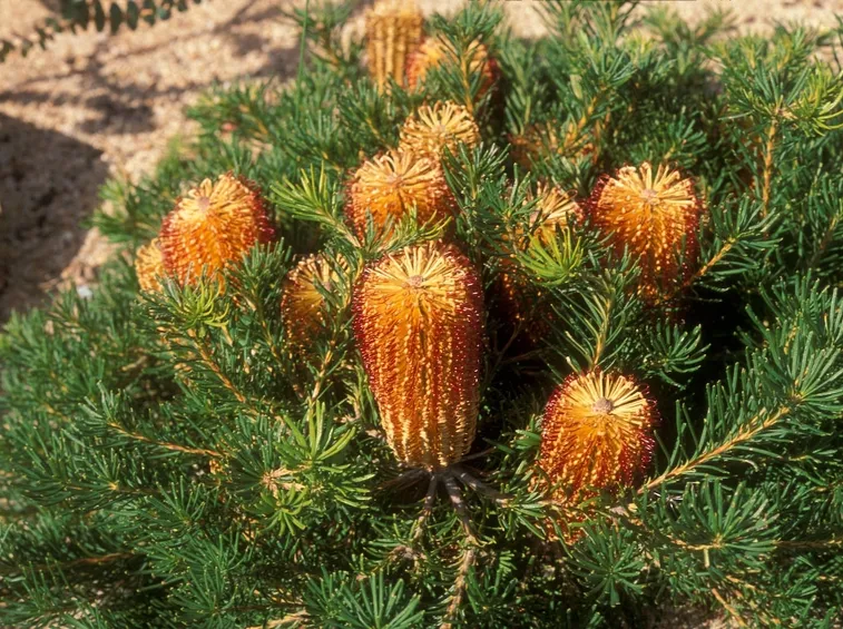 Banksia