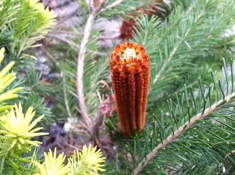 Banksia