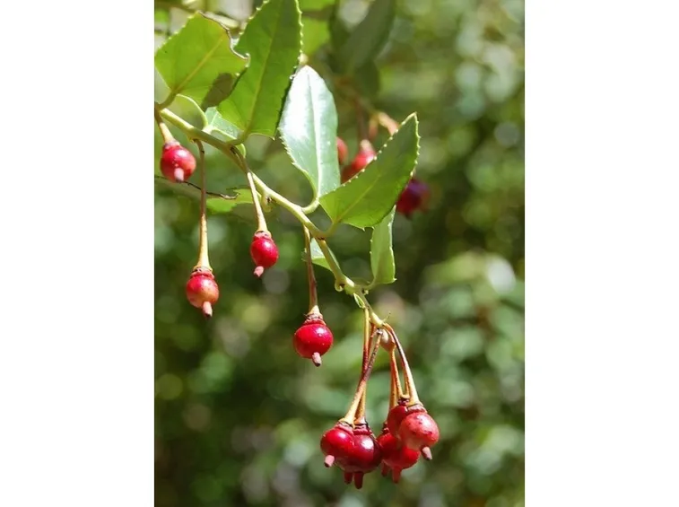 berberidopsis