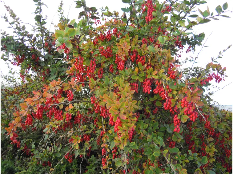 berberis  vulgaris