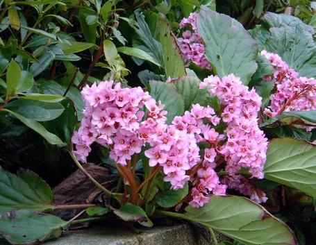 Bergenia 