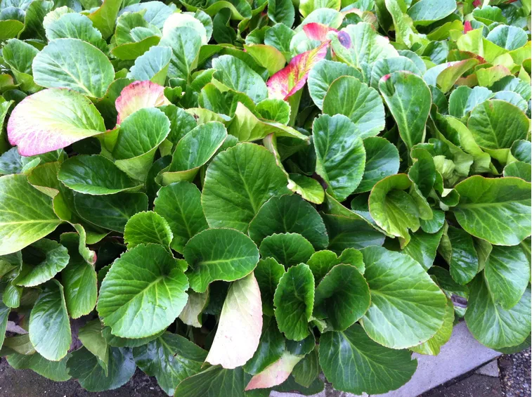 Bergenia 