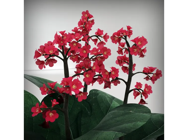 bergenia 